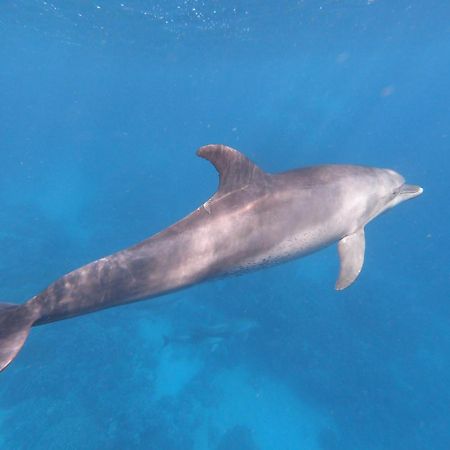 Dolphin Continental Hotel El Qoseir Luaran gambar