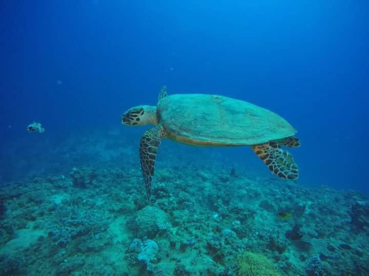 Dolphin Continental Hotel El Qoseir Luaran gambar