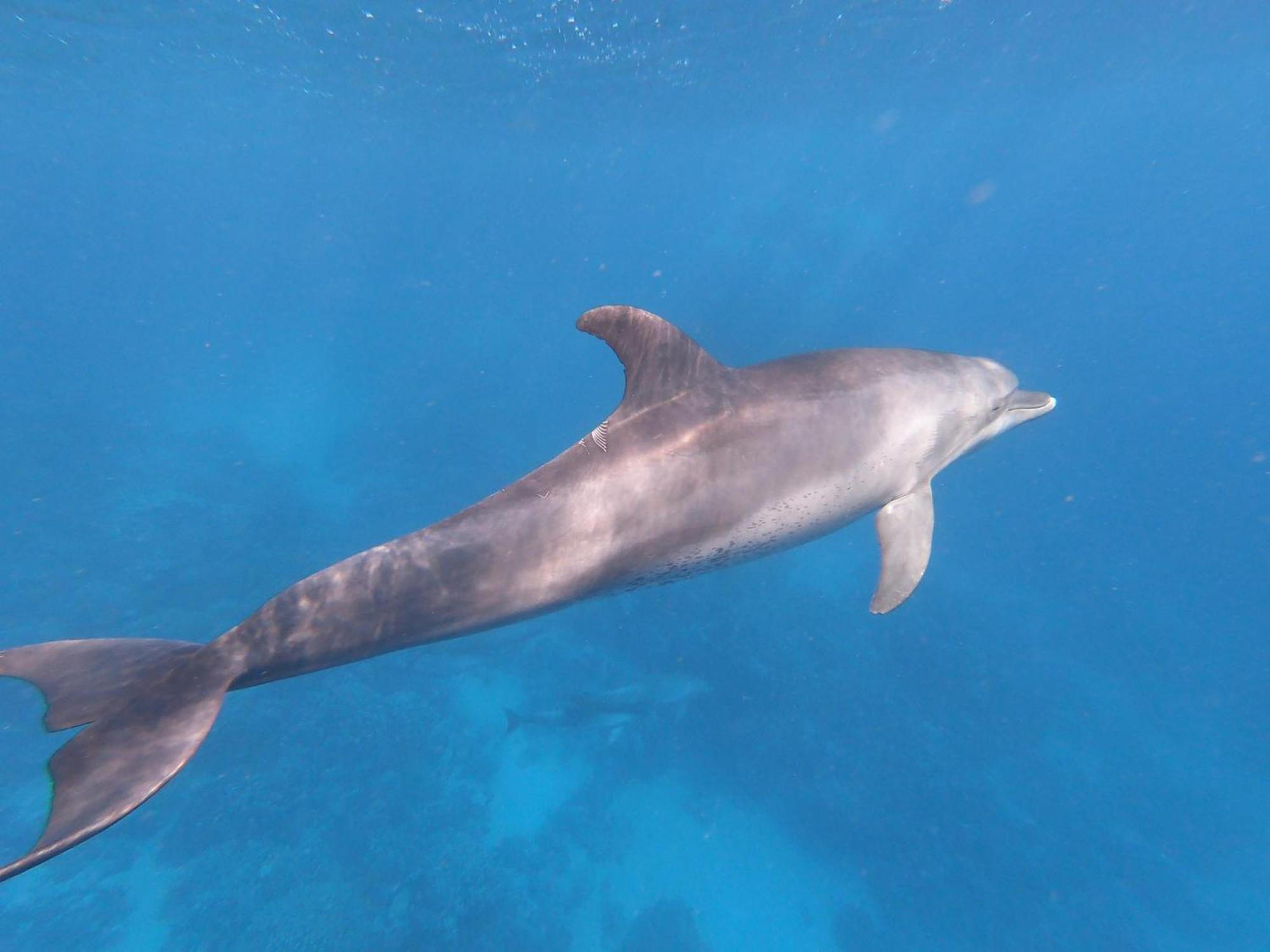 Dolphin Continental Hotel El Qoseir Luaran gambar
